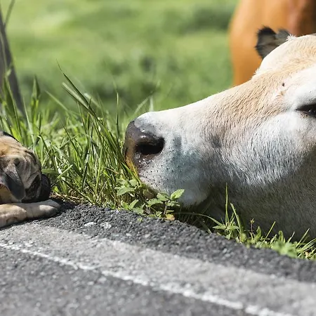 Country house Casa Aniceto *