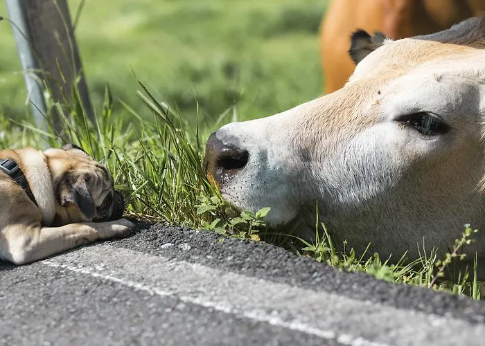 منزل ريفي Casa Aniceto *